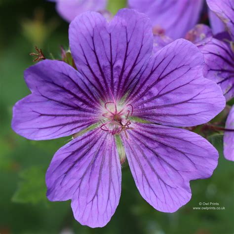 Geranium Alan Mayes A Beautiful Blue Geranium Growing In Flickr