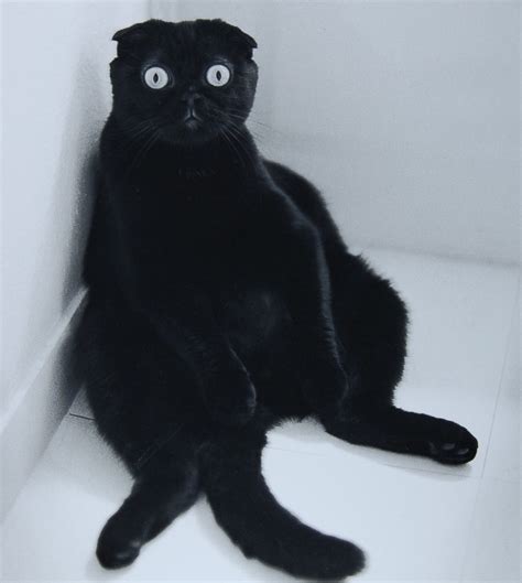 Black Scottish Fold Cats