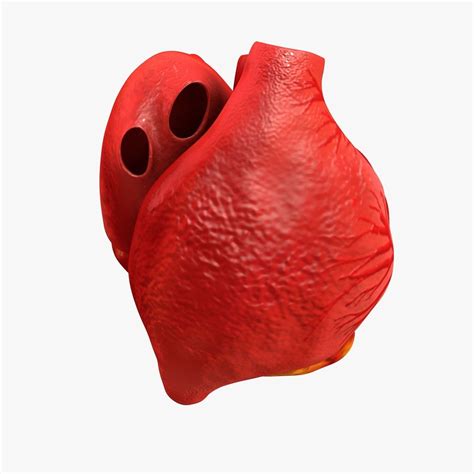 3d Model Animated Realistic Human Heart Medically Accurate Vr Ar
