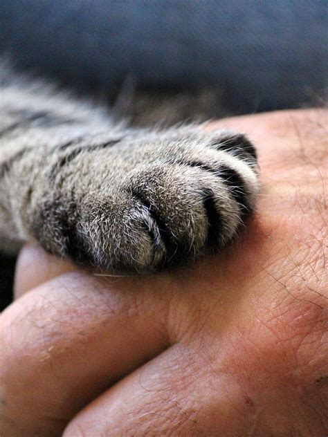 Person Holding Silver Tabby Cat Paw Cats Paw Hand Cat Human