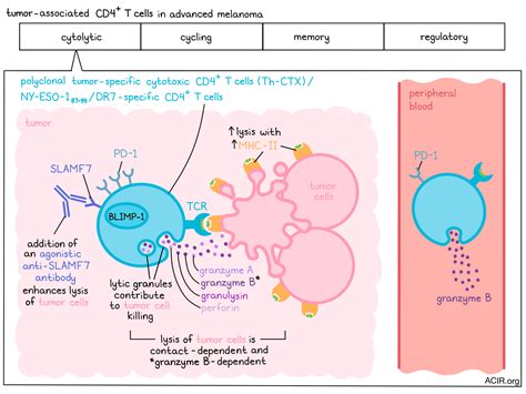 Defining Cd T Cells With A License To Kill