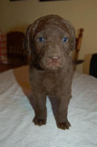 They need plenty of exercise to be happy, so an active family is the best match for this breed. AKC Chesapeake Bay Retriever Puppies for Sale in Inwood ...