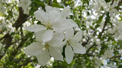 Snowdrift Malus Crabapple Tree Blossom Ocos 5312 X 2988 R