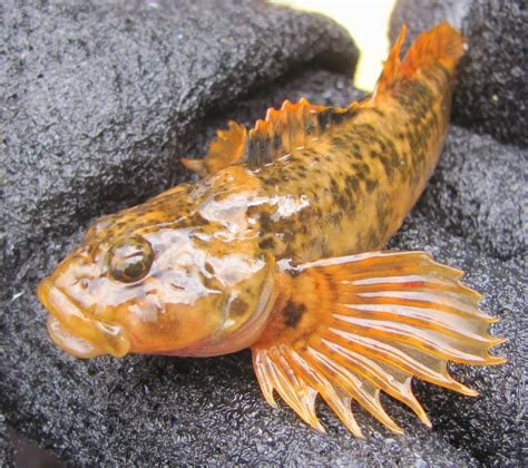Colorado Headwaters Fisheries Management Scrappy Sculpin And The Sad