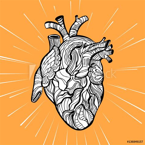 Simple Anatomical Heart Drawing Free Download On Clipartmag