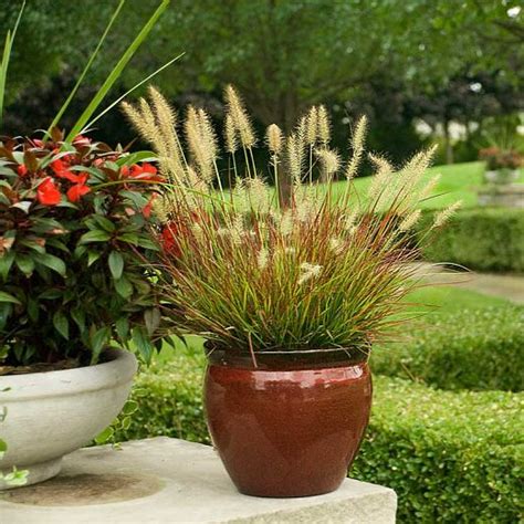 Pennisetum Alopecuroides Burgundy Bunny Fountain Grass Fountain