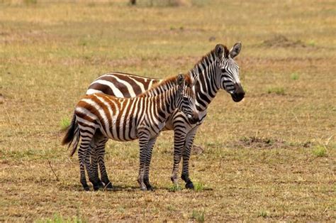 A zebra's stripy coat is thought to disperse more than 70 per cent of incoming heat, preventing the animal from overheating in the african sun. Where Do Zebras Live? - Joy of Animals