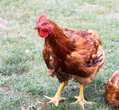 Freedom Ranger Chickens Broilers Freedom Ranger Hatcheries