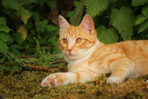 Kostenlose Bild Niedlich Katze Tier Haustier Natur Kätzchen Rasen Lustig Liebenswert