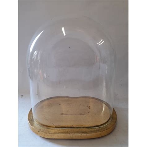 Taxidermy Glass Bell Dome With Wooden Base Dome 31cm High X 27cm X 15