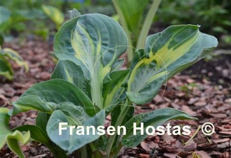 Hosta Sun And Shadow Fransen Hostas