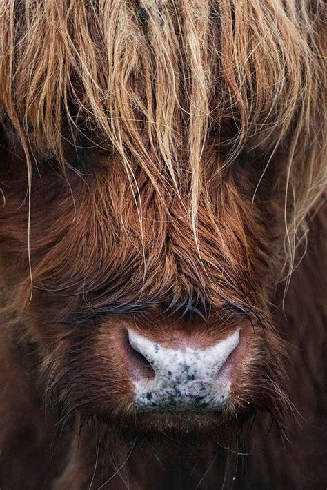 Closeup Hairy Scottish Highland Cattle Premium Photo Rawpixel