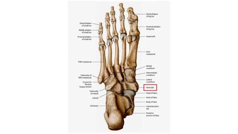 Navicular Stress Fractures A Review Sports Medicine Review