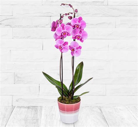 Pink Phalaenopsis Orchid 123 Flowers