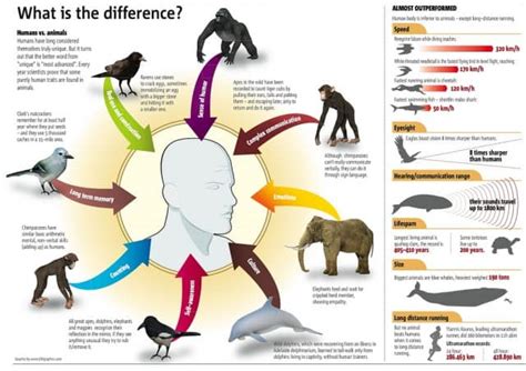 Humans Vs Animals Daily Infographic
