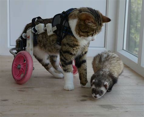 Rexie Is A Disabled Cat Who Lives Life To The Fullest