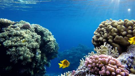 Coral Reef Tropical Fish Warm Ocean And Clear Water