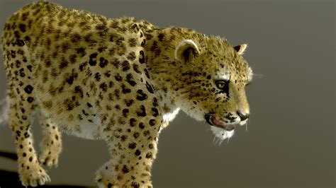 Arabian Leopard Buy Royalty Free 3d Model By Nestaeric E86d344