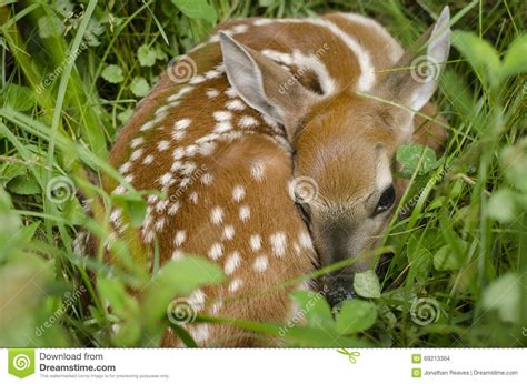Whitetail Deer Fawn In Lush Green Clover Stock Photo Image Of Animal
