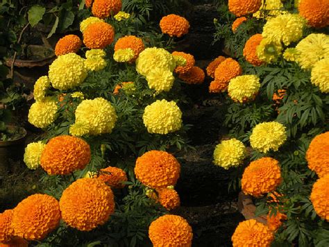 We Love Our Bangladesh Marigold Flower Or Gadagenda Ful Is A Common