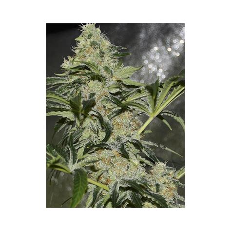 Semillas Gorilla Candy De Eva Seeds