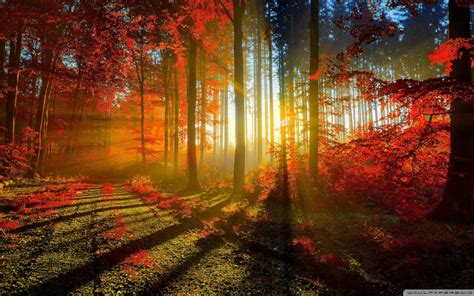 Sunlight Through Red Autumn Wallpaper Nature And Landscape