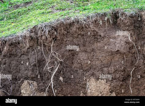 Layers Of Soil Wet Soil Roots In Soil Soil Profile Soil Zones Grass