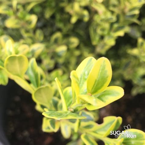 Golden Dream Boxwood Sugar Run Nursery