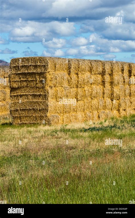 Straw Bales Are Stacked To Be Used As Winter Feed For Livestock Oregon