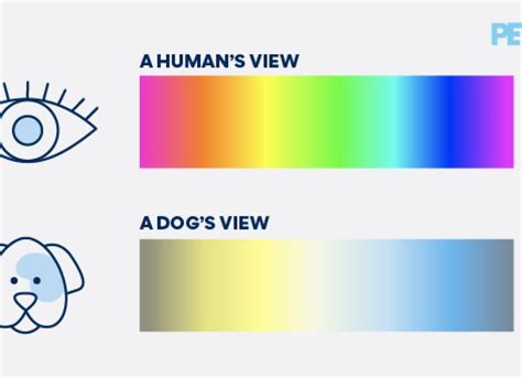 What Colors Do Dogs See Best Atelier Yuwaciaojp