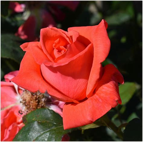 Une Rose De Mon Jardin Photo Et Image Fleurs Fleurs Nature Images