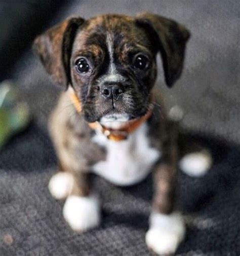 Boxer Boston Terrier Puppies For Sale Minicoopercountrymanblog