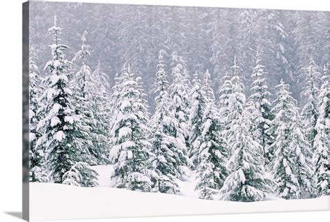 Snow Covered Pine Trees Wall Art Canvas Prints Framed Prints Wall