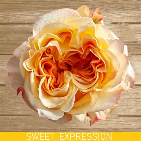Garden Roses Sweet Expression Yellow Rose Bush On Sale Free Delivery