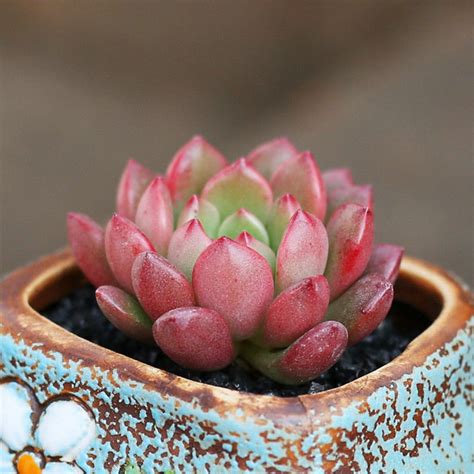 Real Live Succulent Cactus Plant Sedeveria Pink Ruby Succulent Zone