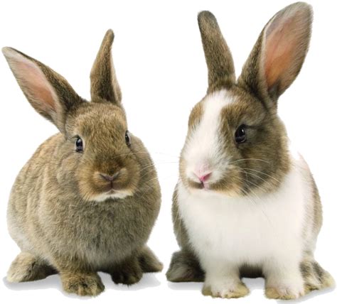 Two Rabbits Png Image Purepng Free Transparent Cc Png Image Library