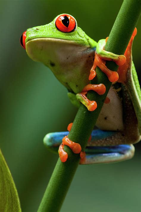Red Eyed Tree Frog Costa Rica Photograph By Paul Souders