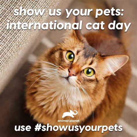International Cat Day Wishes Images Whats Up Today