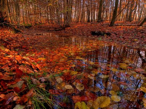 Free Autumn Forest Hdr Stock Photo