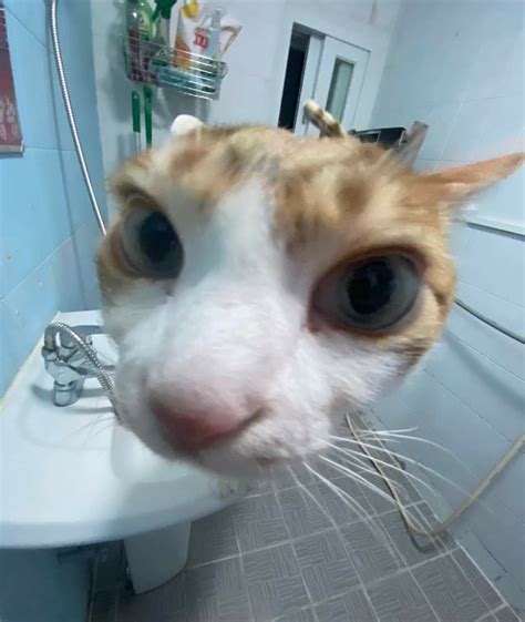 An Orange And White Cat Sticking Its Head Out Of A Bathroom Sink