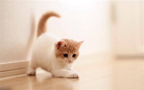 Cute Cats Wallpaper 63 Images