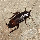 Pictures of Chinese Cockroach