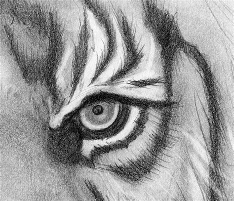 Pencil Drawing Print Tiger Eyes Etsy