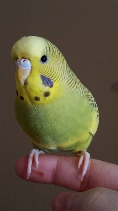 1540 Best Images About Budgerigars On Pinterest English Love Birds