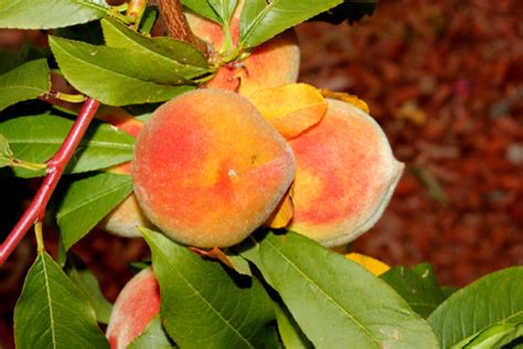Elberta Peach Tree Fruit Trees Isons Nursery And Vineyard