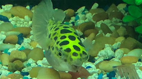 Green Spotted Puffer Fish Eating Snails Youtube