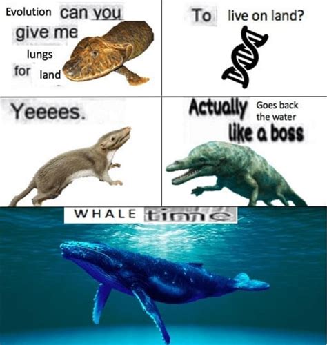Whale Time Rhistorymemes