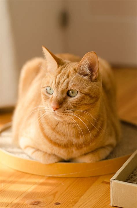 The 25 Best Ginger Cats Ideas On Pinterest Ginger