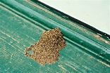 白蟻幼蟲跟白蟻卵長怎樣？白蟻防治這樣做！