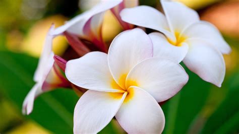 ハワイアンプルメリア 素晴らしい花の写真写真の壁紙 1920x1080ダウンロード